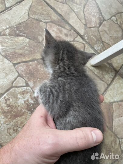 Котята в добрые руки бесплатно