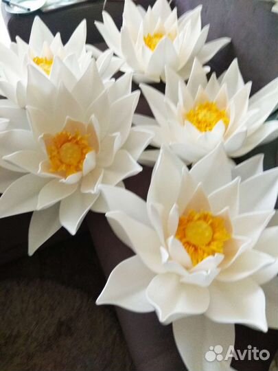 Лотосы для фотосессий на воде