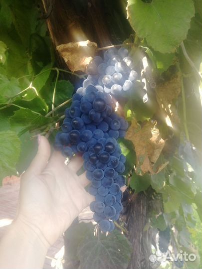 Виноград Изабелла