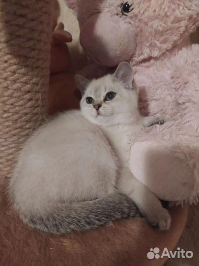 Шотландская кошечка