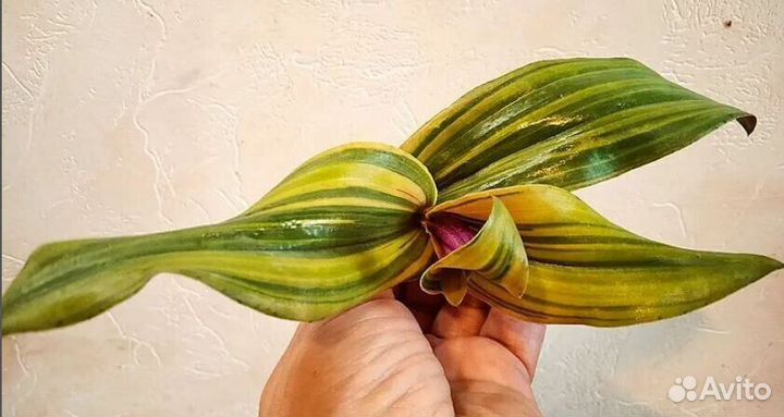 Традесканции сортовые