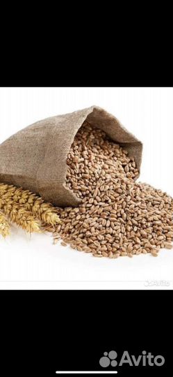 Зерно пшеница ячмень кукуруза
