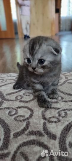 Шотландские котята