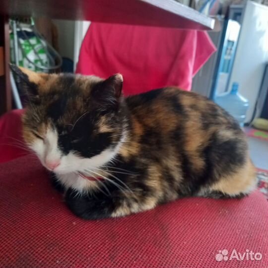 Кошка в добрые руки