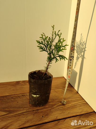 Туя западная Смарагд