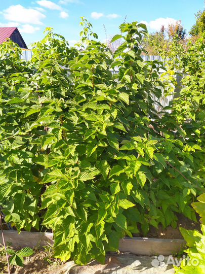 Малина- дерево Сказка