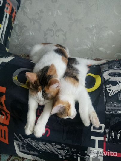 Котёнок и кошка в добрые руки бесплатно