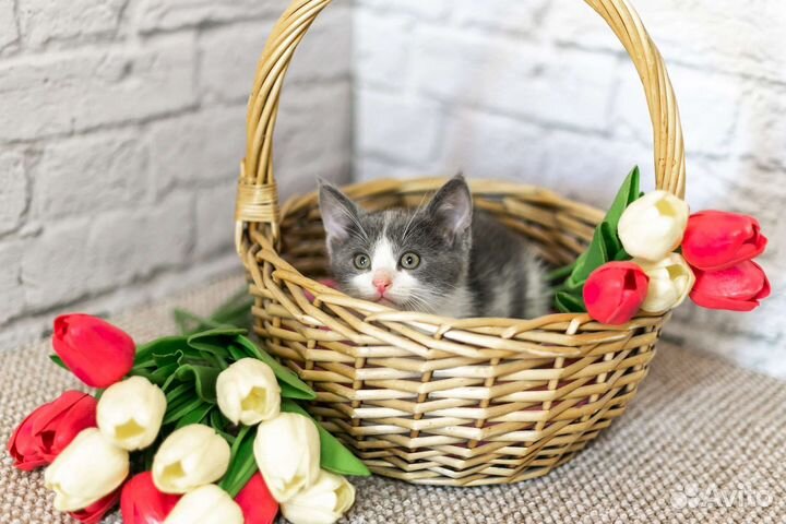 Котомальчик