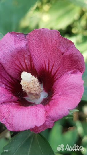 Сортовые сирийские гибискусы