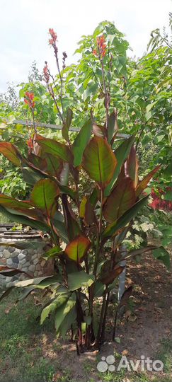 Клубни канны