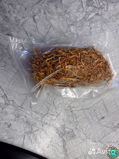 Кордицепс гриб