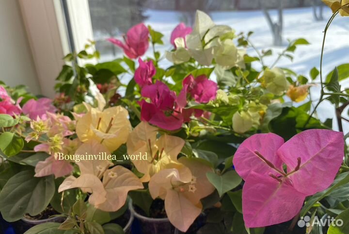 Бугенвиллия
