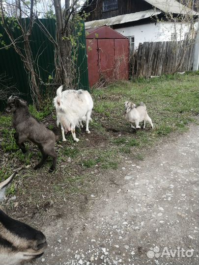 Коза с козлятами