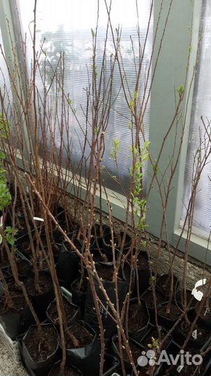 Колоновидная слива