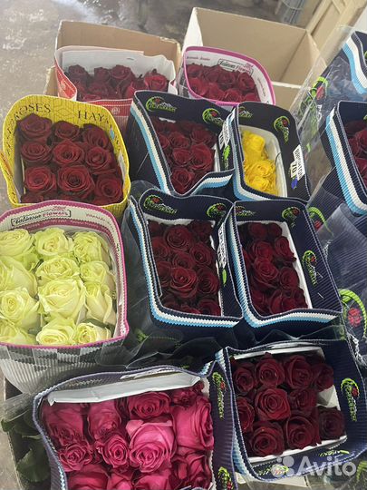 80 см 25 роз из Эквадора. Первый сорт
