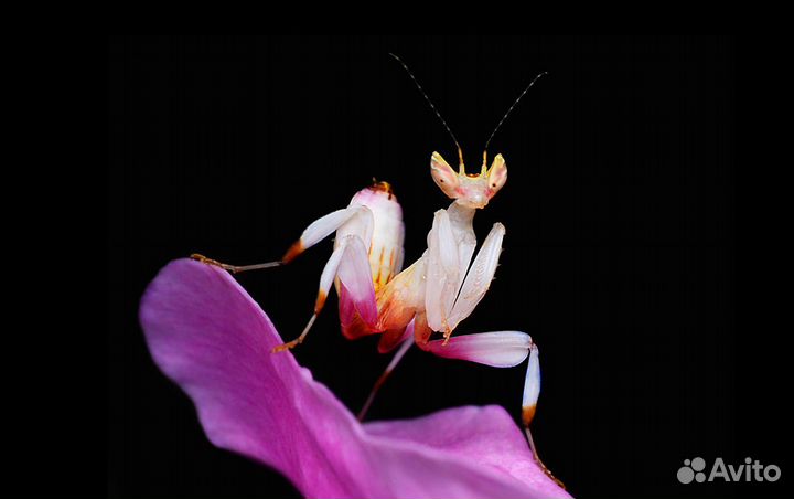 Богомолы экзотические редкие с доставкой по России