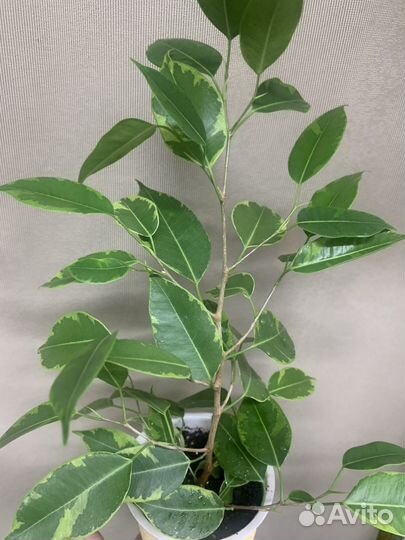 Фикус бенджамина