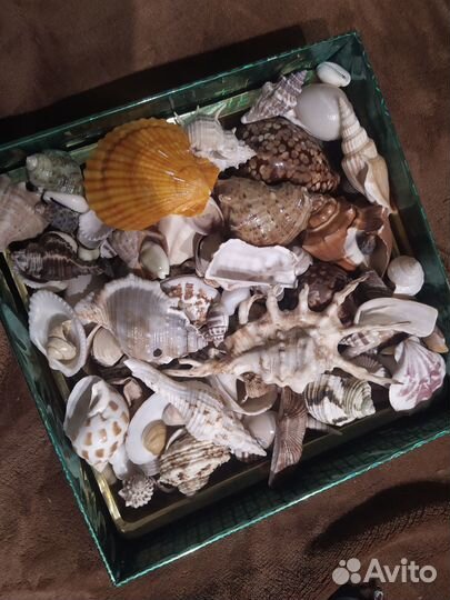 Коробка с ракушками
