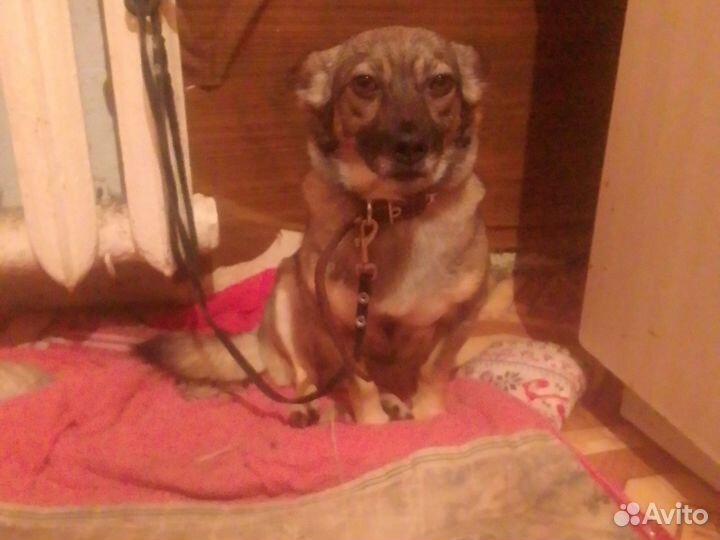 Собака в добрые руки отдам бесплатно