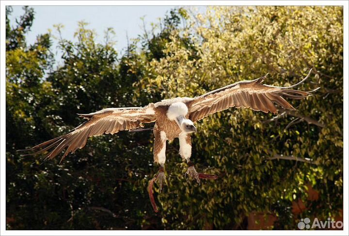 Япония eagle crown 8x30x7,5 красивый ретро подарок