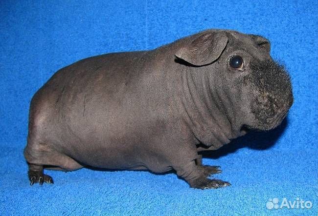 Морская свинка Скини