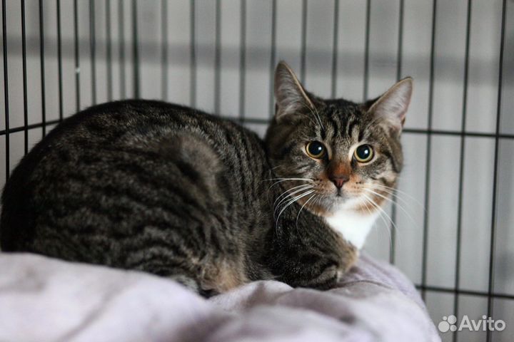 Полосатик ищет дом