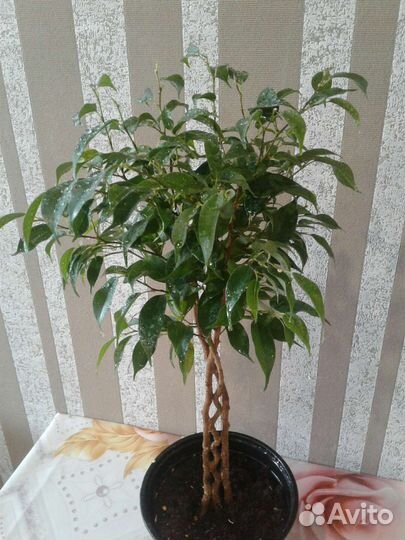 Фикус бенджамина