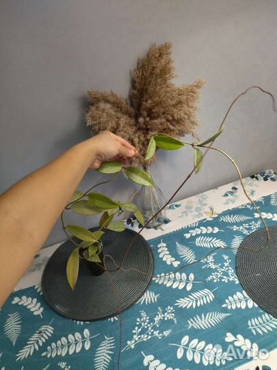 Хойя публикалис сплеш