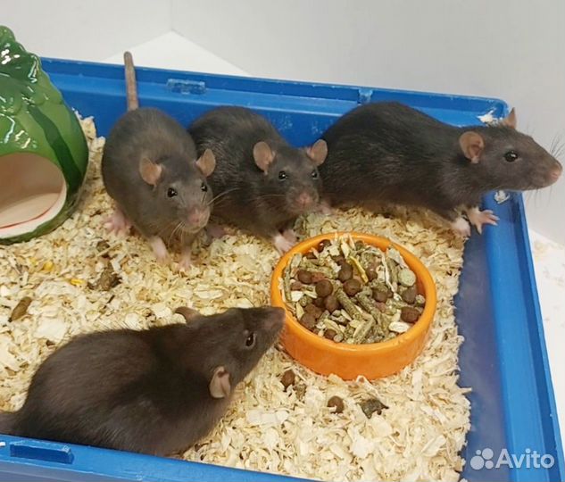 Декоративная крыса