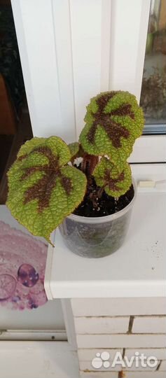 Бегония Мэсона