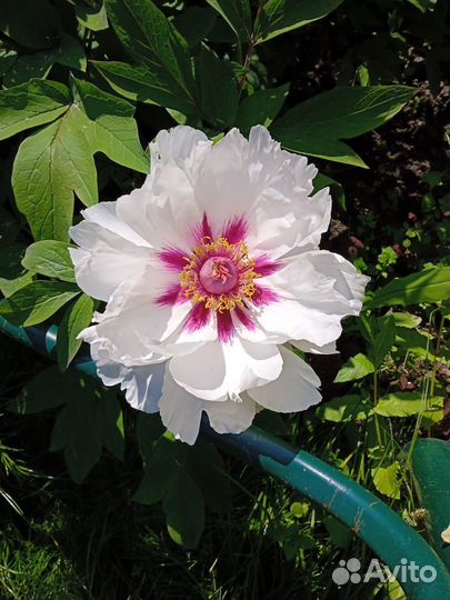 Пион древовидный