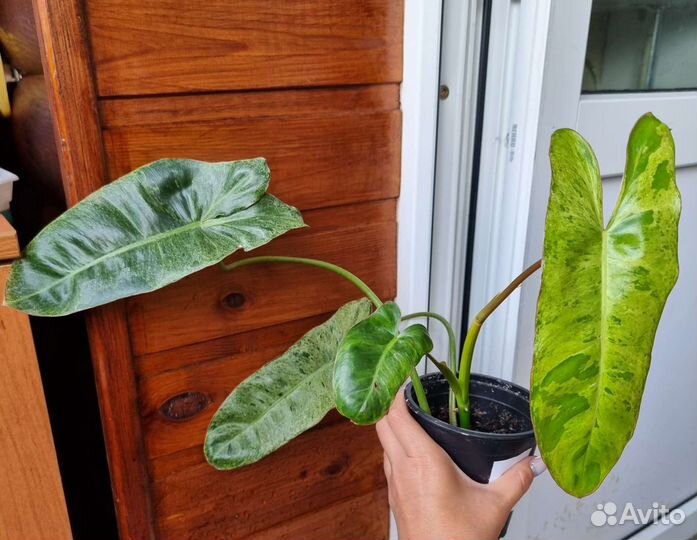 Филодендроны Параисо верде