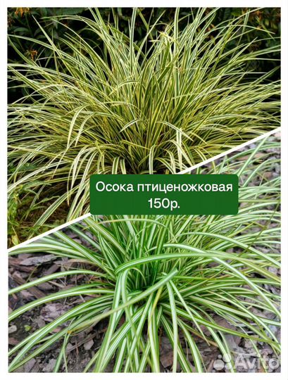 Злаки,мшанка,живучки,молочай