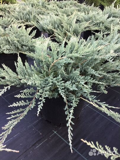 Можжевельник Блю Чип С7,5 90-95см