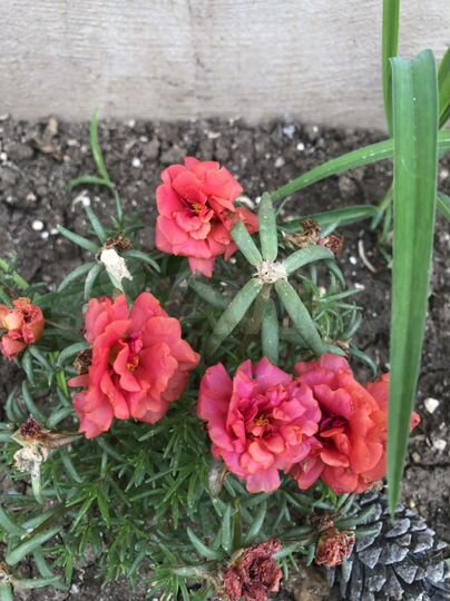 Участок 6 сот. (ИЖС)