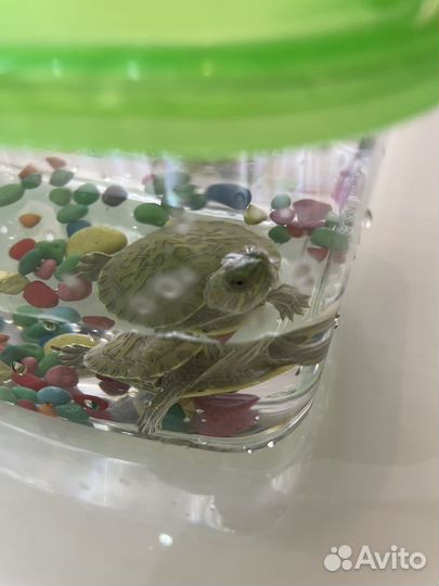 Черепаха с аквариумом