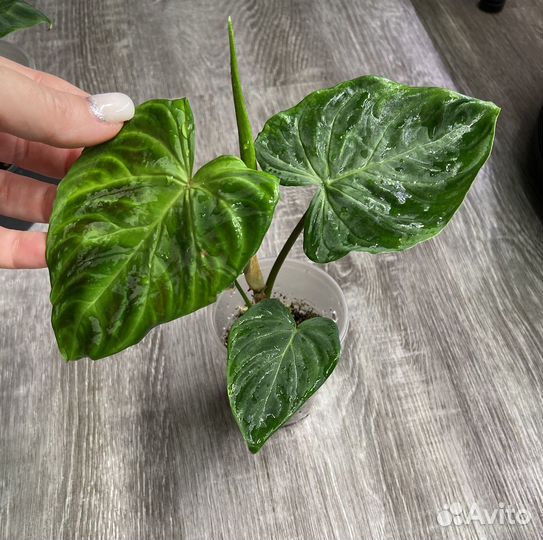 Филодендрон веррукозум