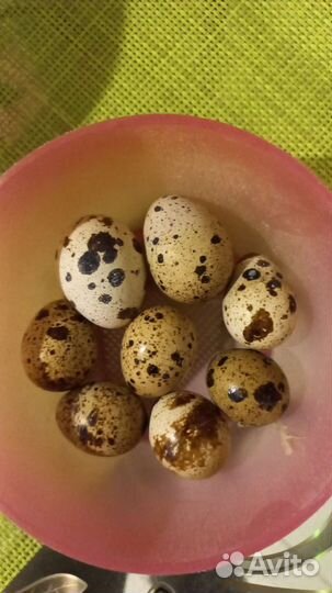 Яйца на инкубацию