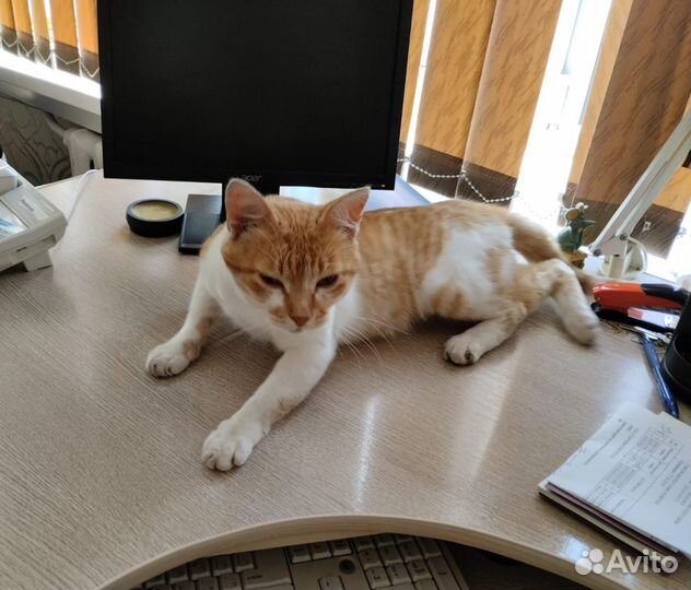 Кот в добрые руки