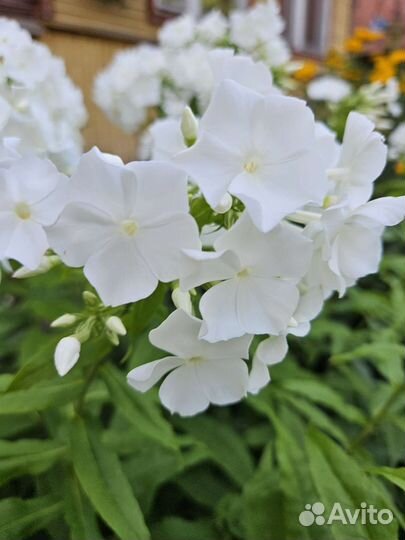 Флокс метельчатый белый