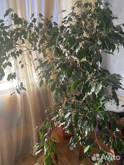 Комнатные растения цветы