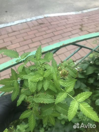 Тибетская малина