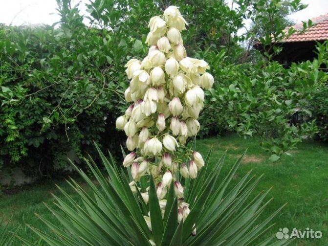 Юкка нитчатая, садовая