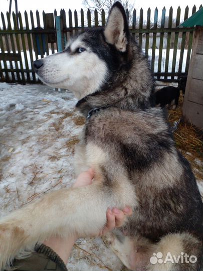 Собака Хаски