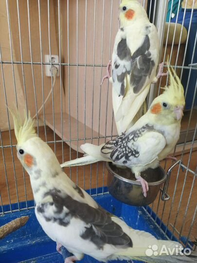 Птенцы корелла- нимфа