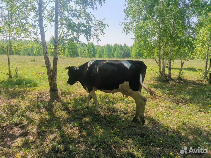 Коровы дойные молочные