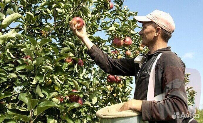 Требуется Сборщик