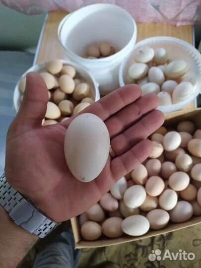 Домашние куриные утиные яйца