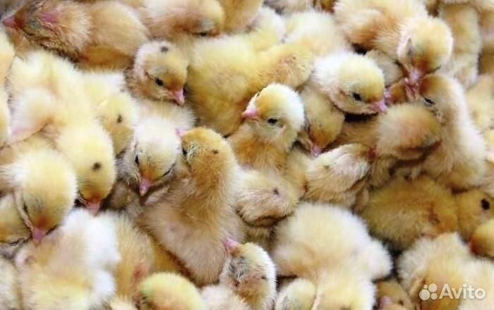 Перепелята суточные 2хнедельные яйцо инкубационное