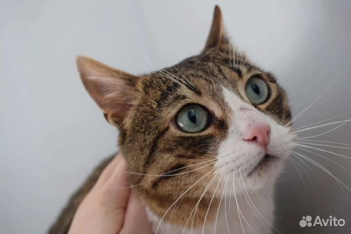 Кошки в добрые руки бесплатно